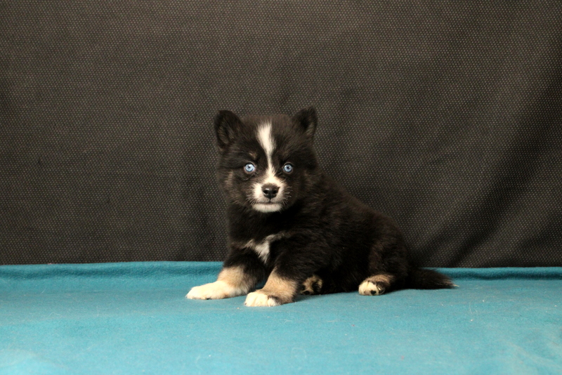 puppy, for, sale, Pomsky, Matthew B. Stoltzfus, dog, breeder, Gap, PA, dog-breeder, puppy-for-sale, forsale, nearby, find, puppyfind, locator, puppylocator, aca